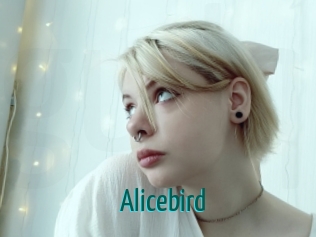 Alicebird