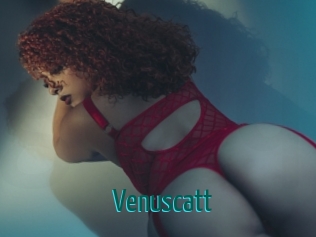 Venuscatt